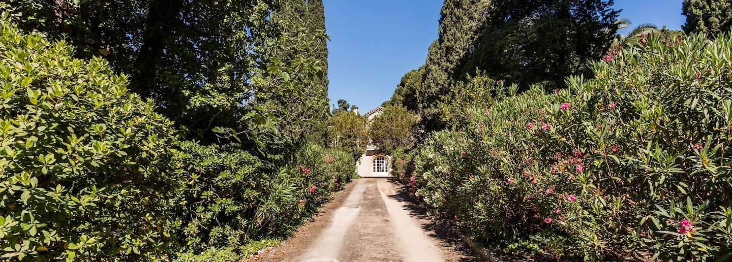 Path lined with oleanders through the estate's pine grove